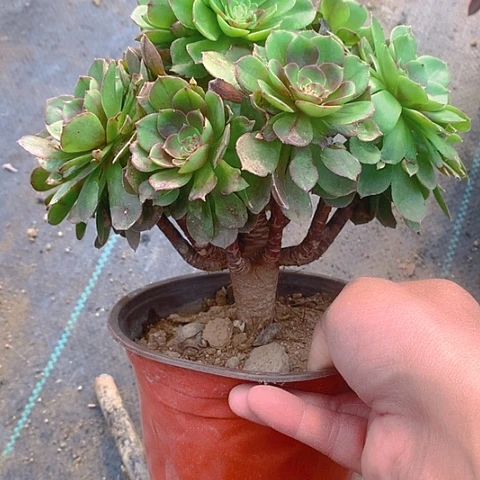 265万圣节多肉植物