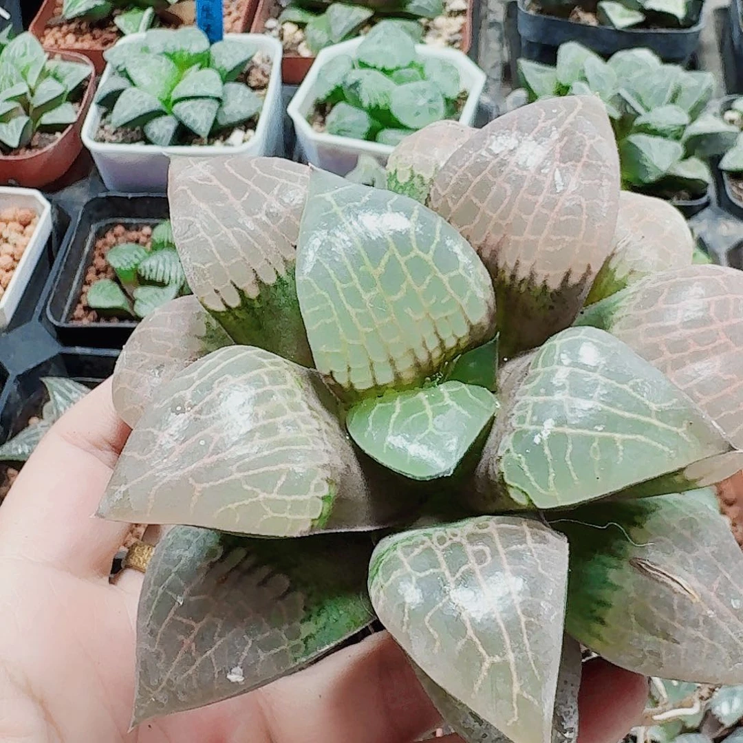 无花朵十二卷 粉玻璃福利