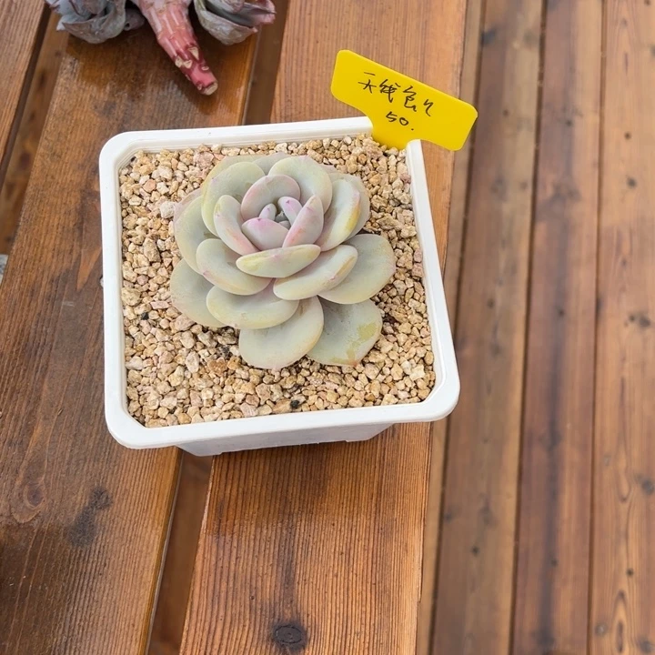 天***i天线宝宝张张精品多肉