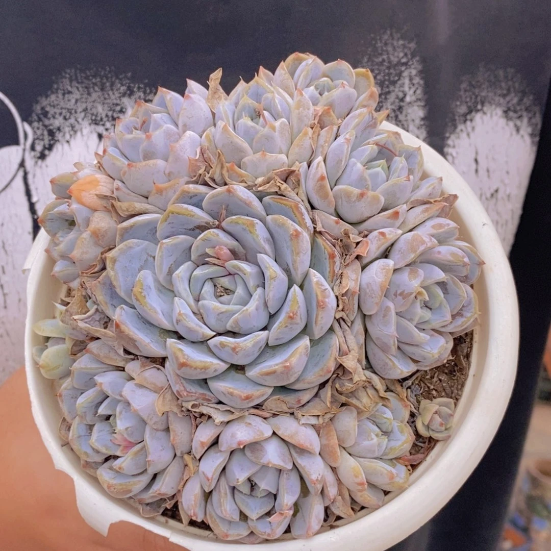 雪兔整桩手捧老桩