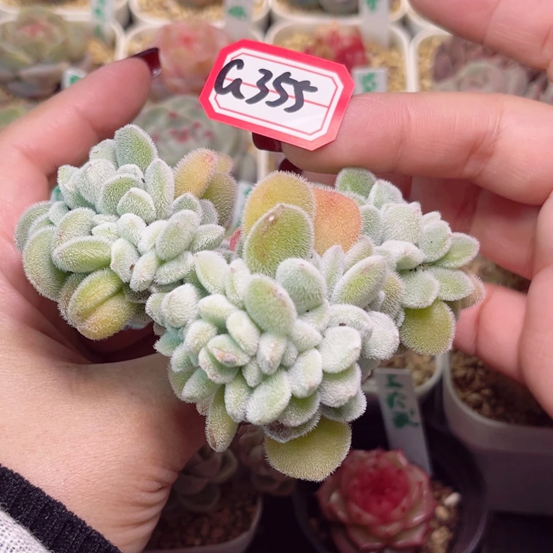 G355一物一拍 雪晃星缀