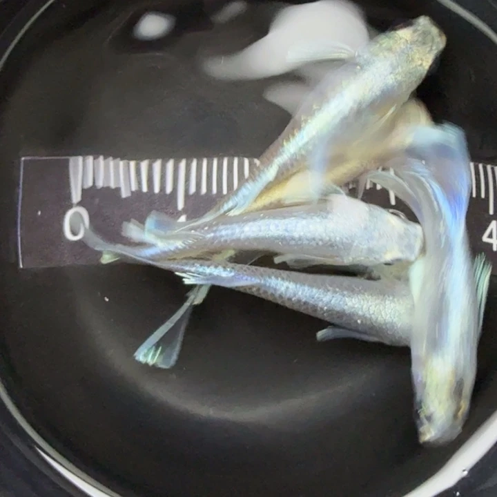 青鳉鱼天使干支39号