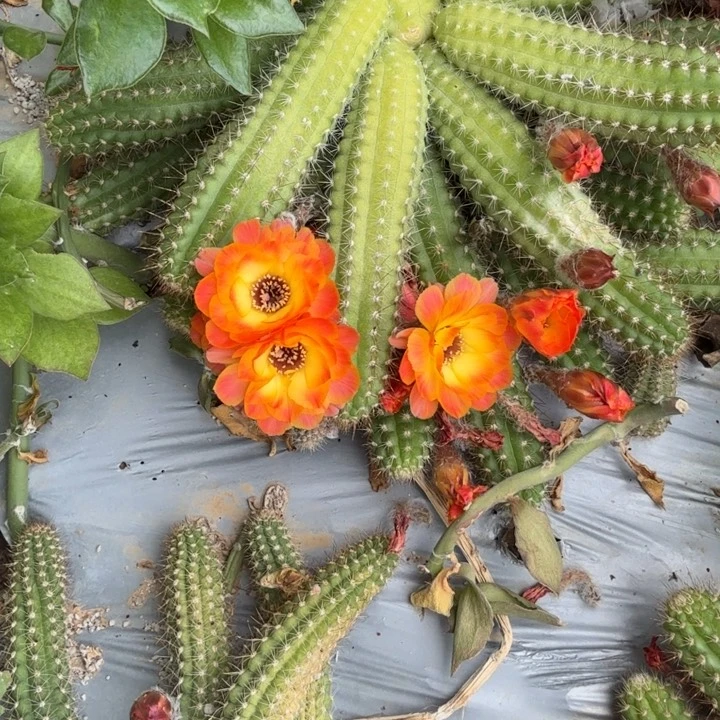 白檀仙人掌370侧芽一个