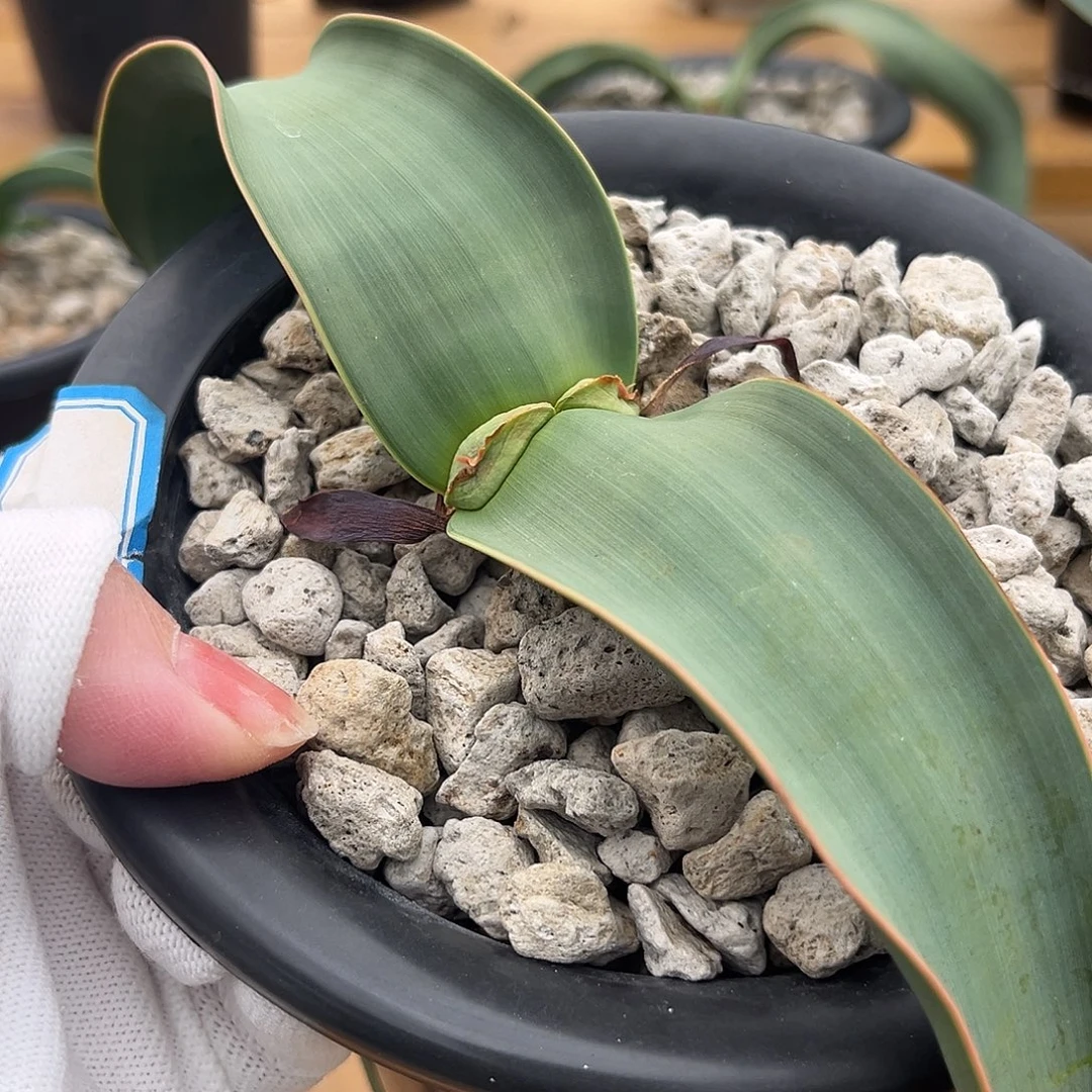 汤圆植物1百岁兰红边