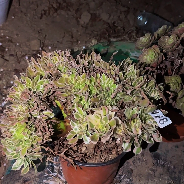 488男神多肉植物不售后