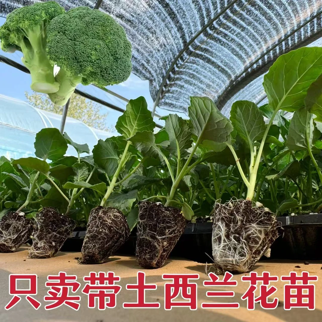 西兰花苗绿花菜苗四季带土盆栽好养活适合全国种植根系发达