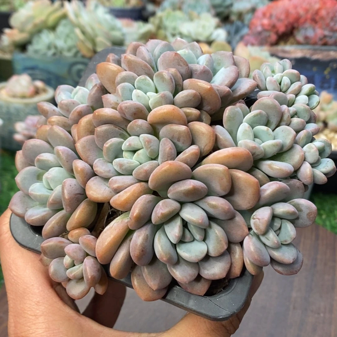 白鹭无砍老桩群清棚