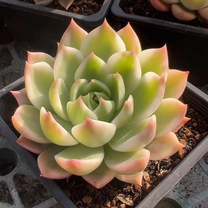 厚叶覆伦东云锦一物一拍