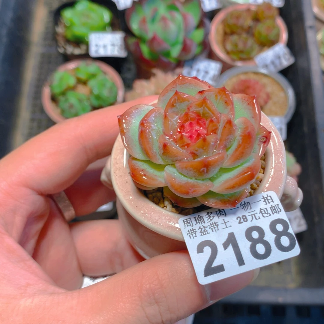 5厘米盆精控多肉2188