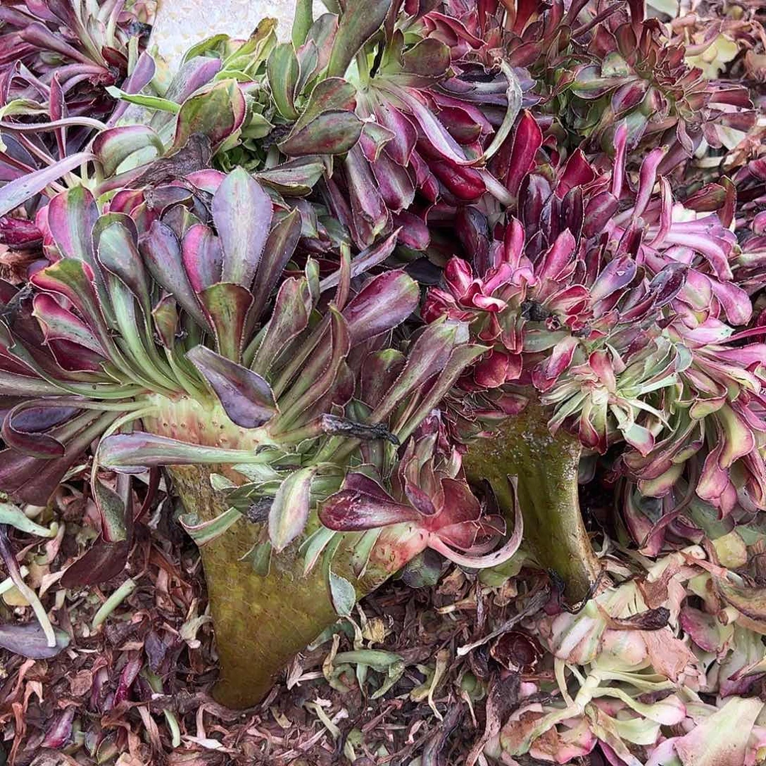 余***疗精品多肉植物花蝴蝶缀