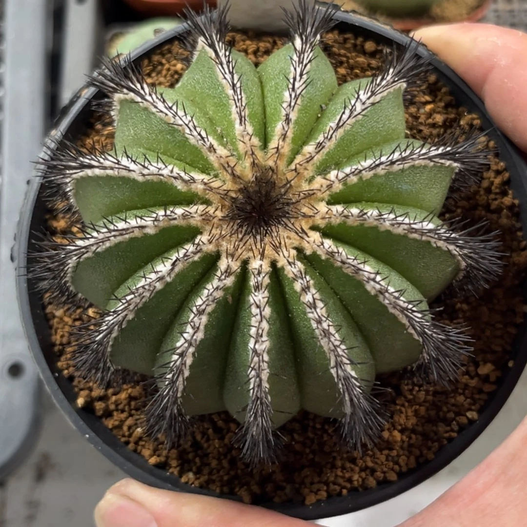 911自根尤伯球带盆带土