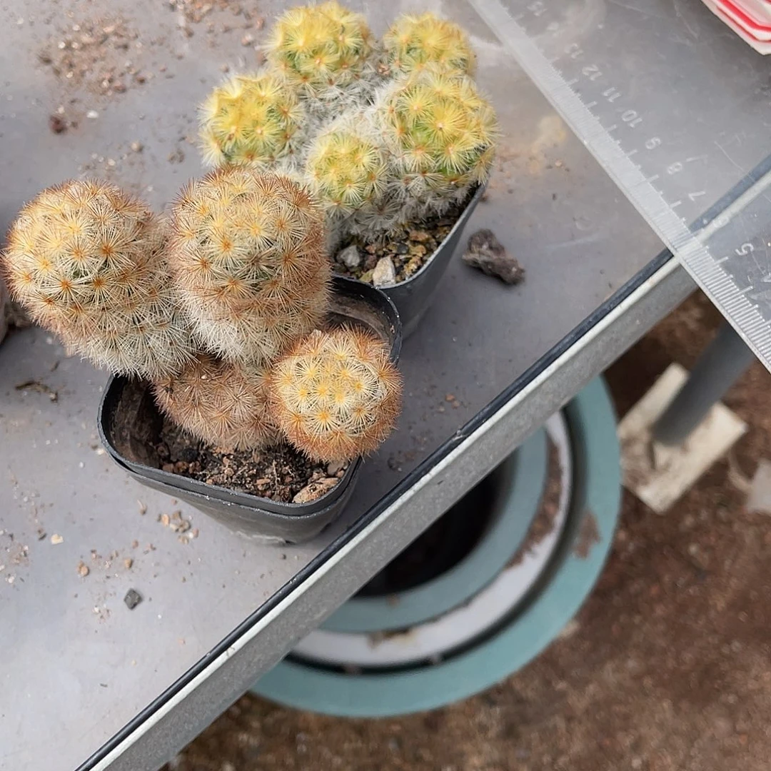 觅***蜜仙人球实生嘉文丸脱土两个