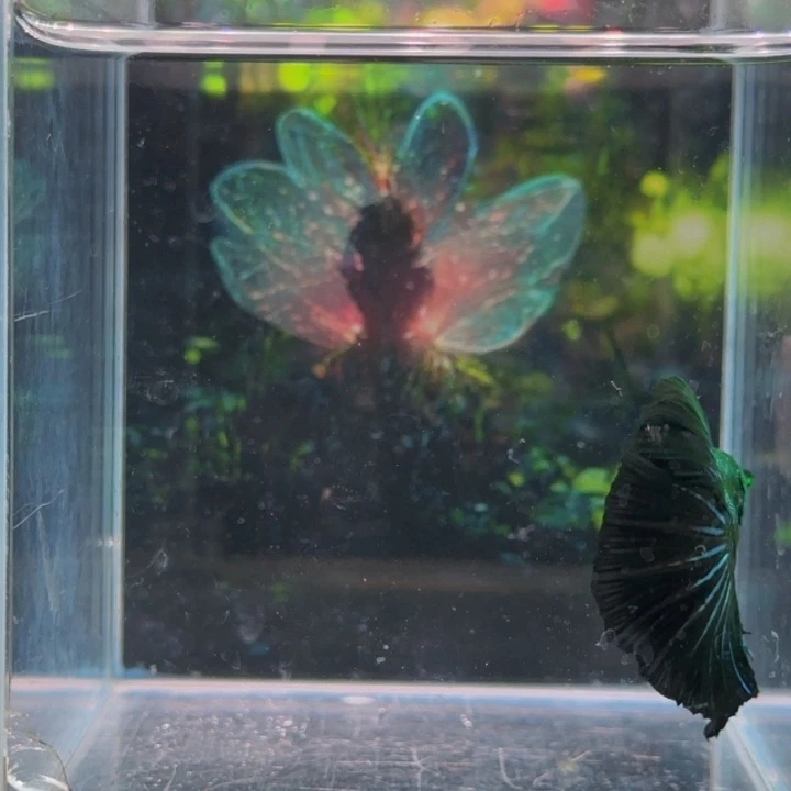 紫印母鱼就是说自己的人生不