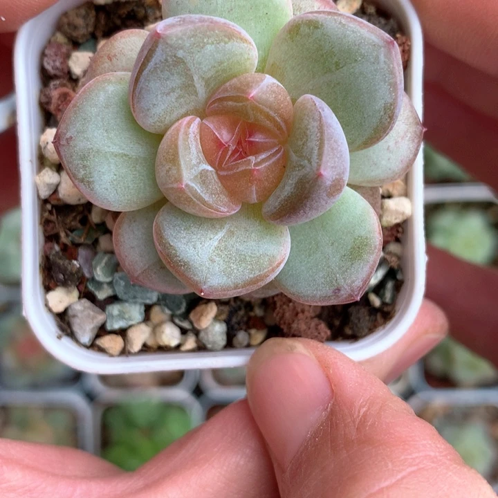 梦露杂紫心。        41号