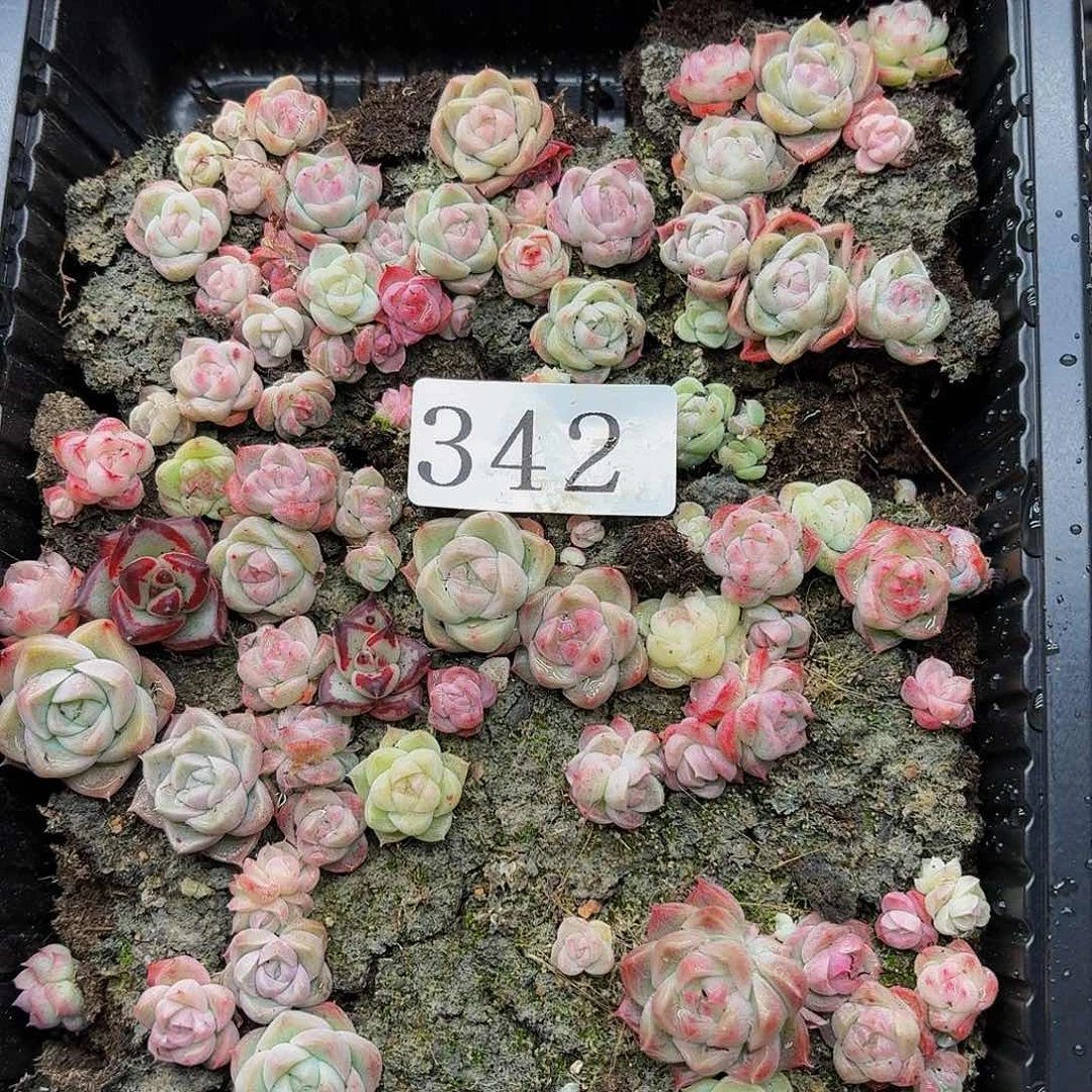 多肉植物多肉植物342