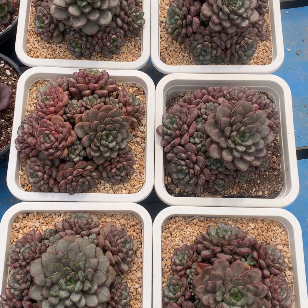 葡萄无砍老桩群18公分盆