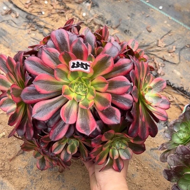 水果糖多肉植物23-55