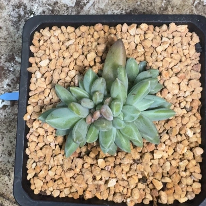 波光 群生 一物一拍