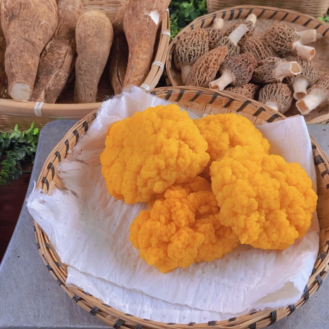 中国大陆金耳中国大陆