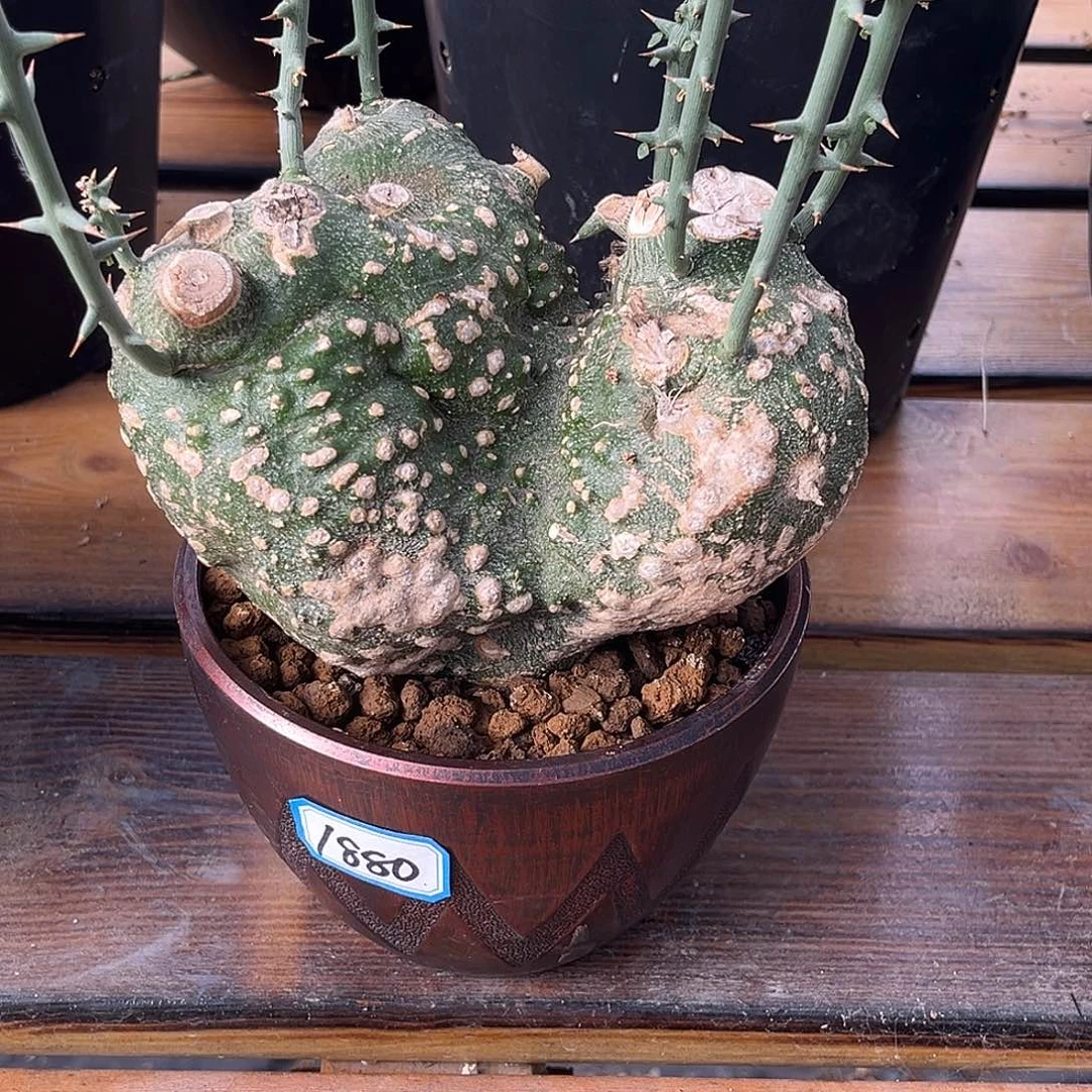 精品双头球腺蔓，福利