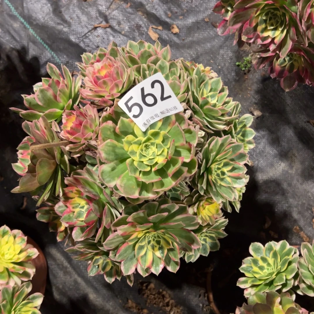 我是真的很喜欢这个