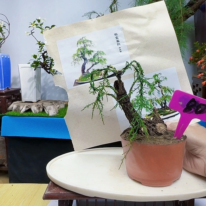 彼**花三春柳柽柳