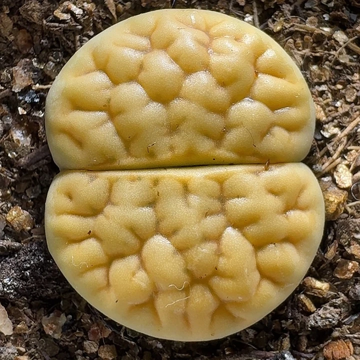 生石花1111111。  159