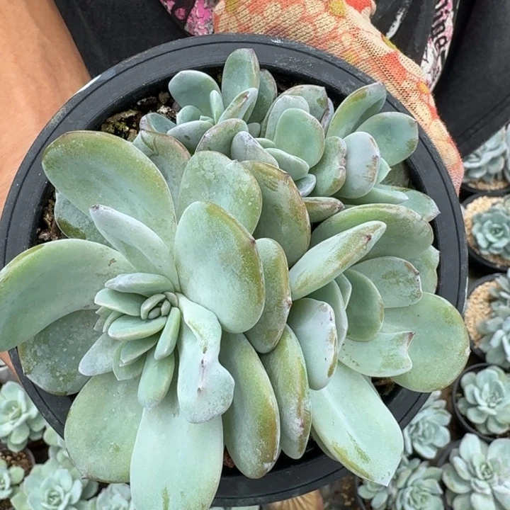 韩奶疑似缀多肉植物