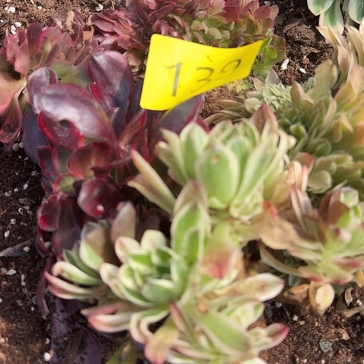 多肉植物福利139