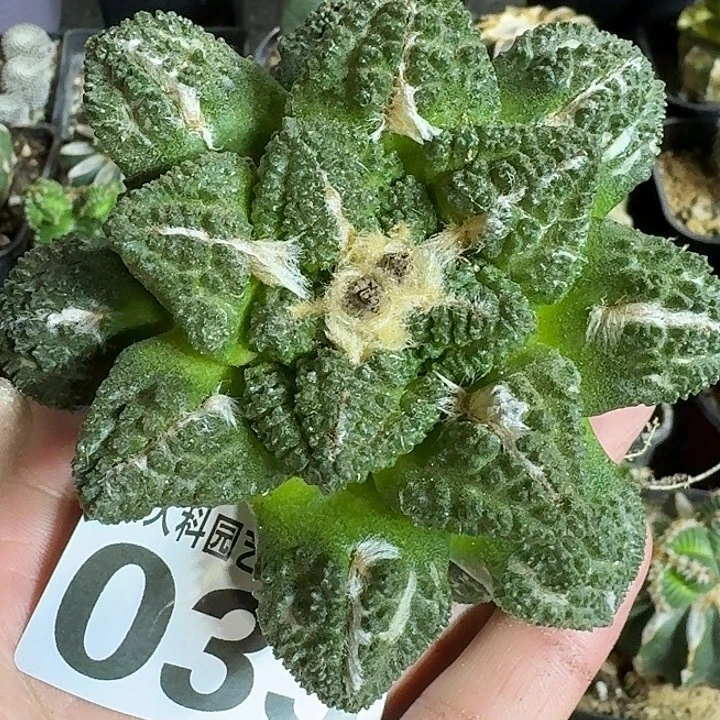 无花朵自根龟甲033