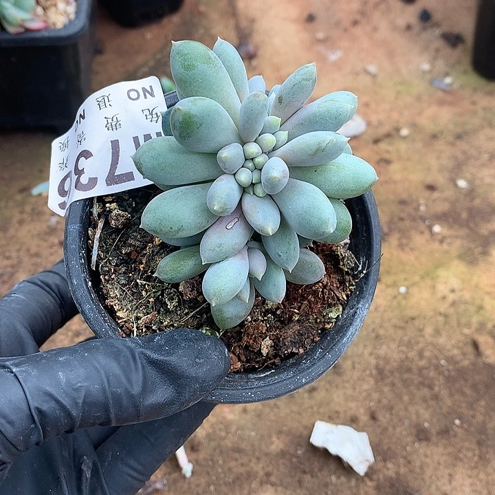 胖哥特缀化 缀线超好 多肉植物9.25号发货