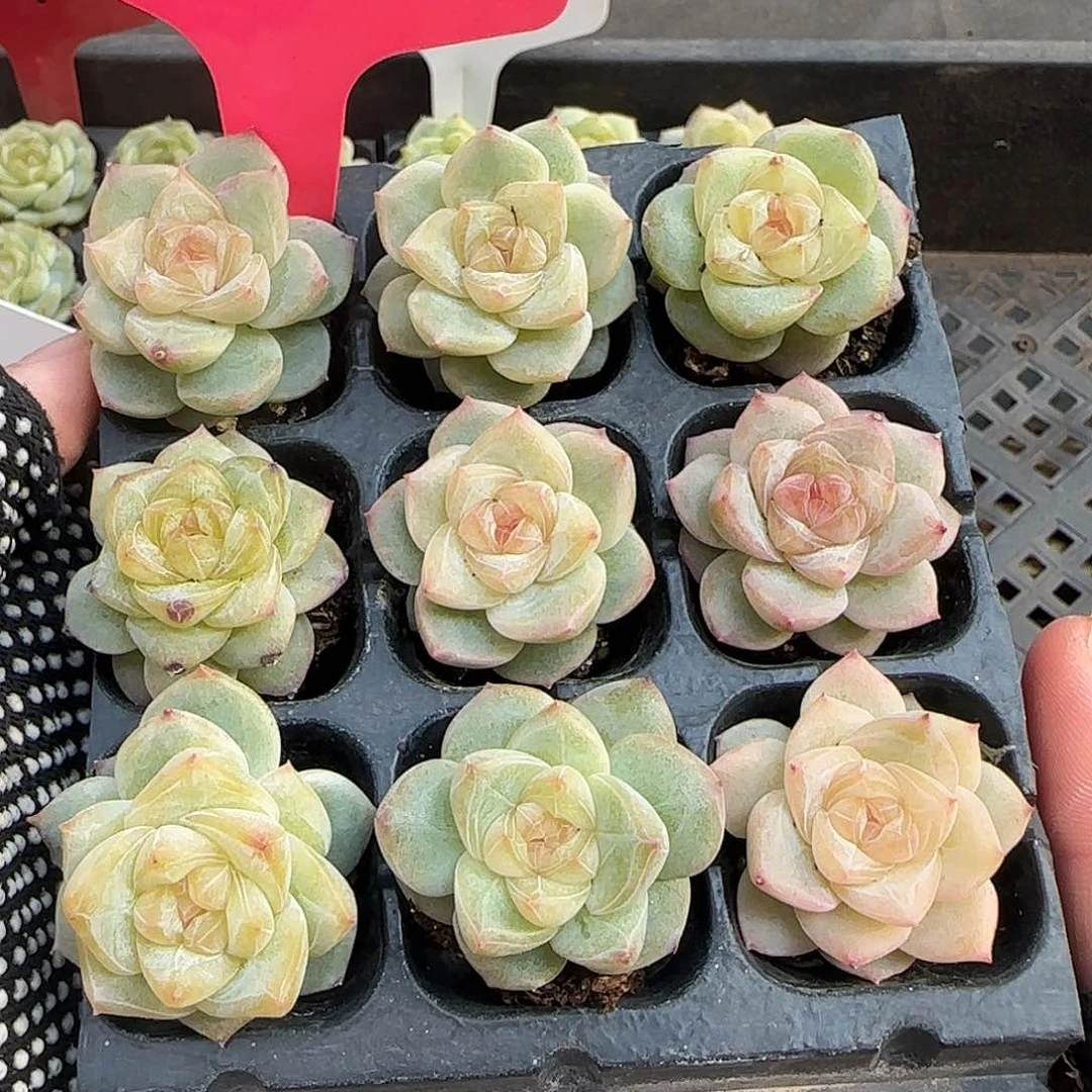 116hahahahahahaha哈哈