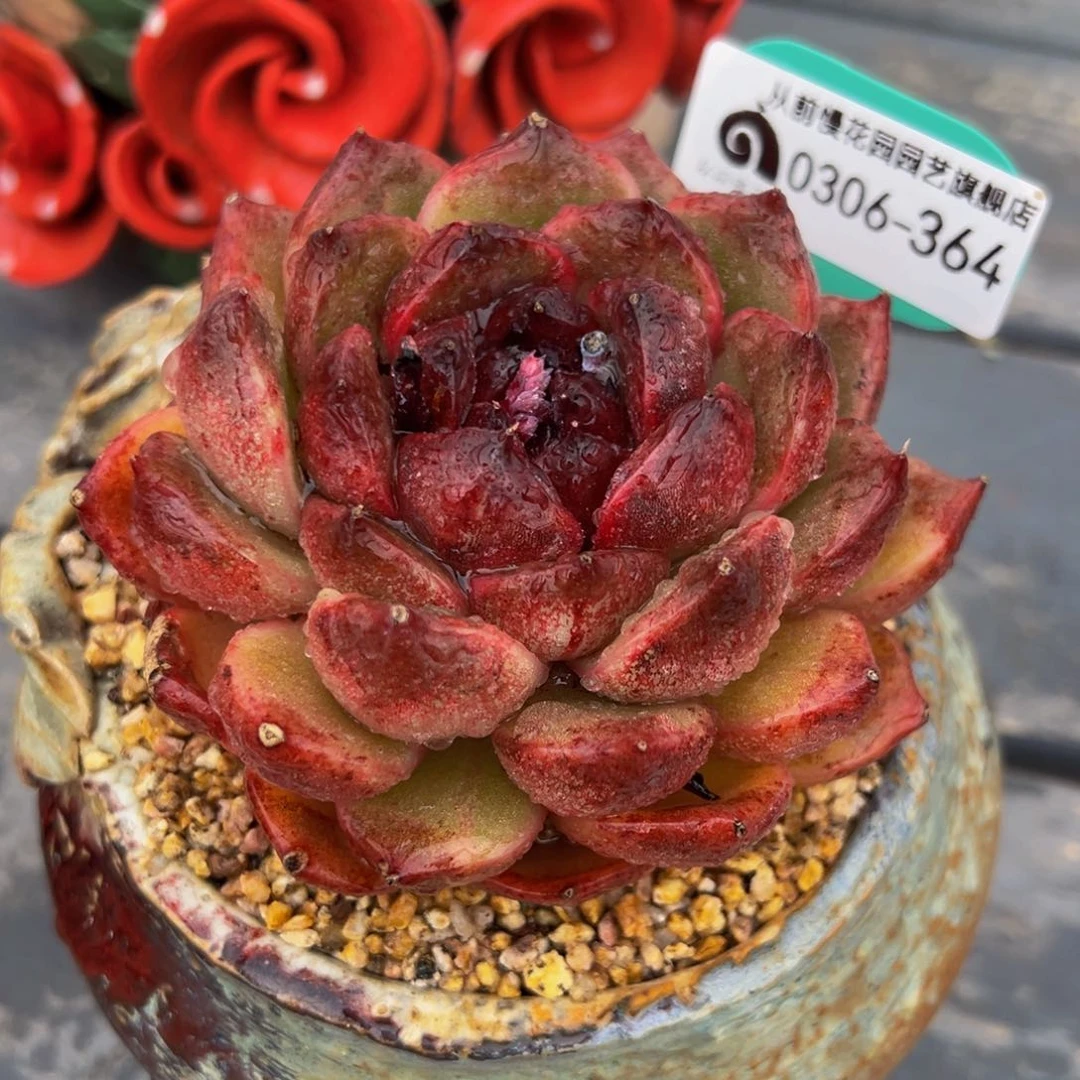 从前慢多肉精选编号0306.364