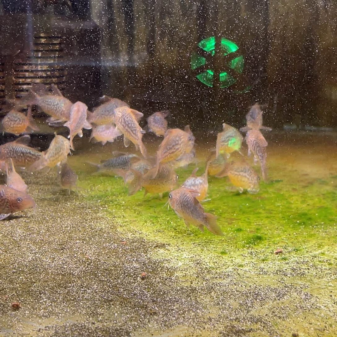 鼠鱼3只精品爆花潘鼠 不包邮