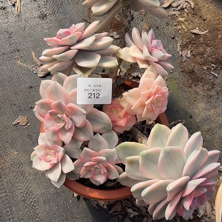 蔸***圈紫乐大粉锦一物一拍