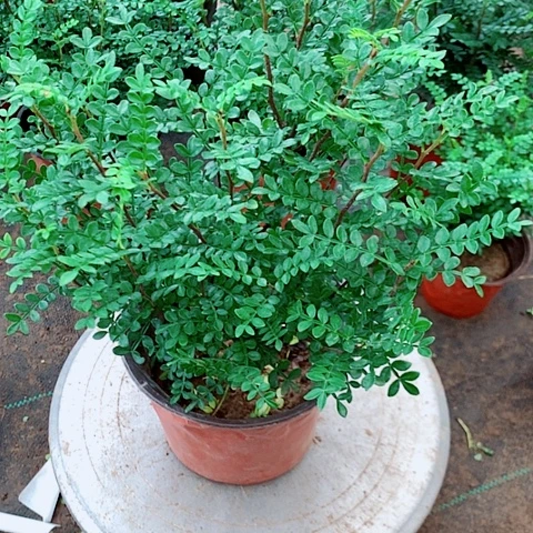 清香木植物绿植5号量拍