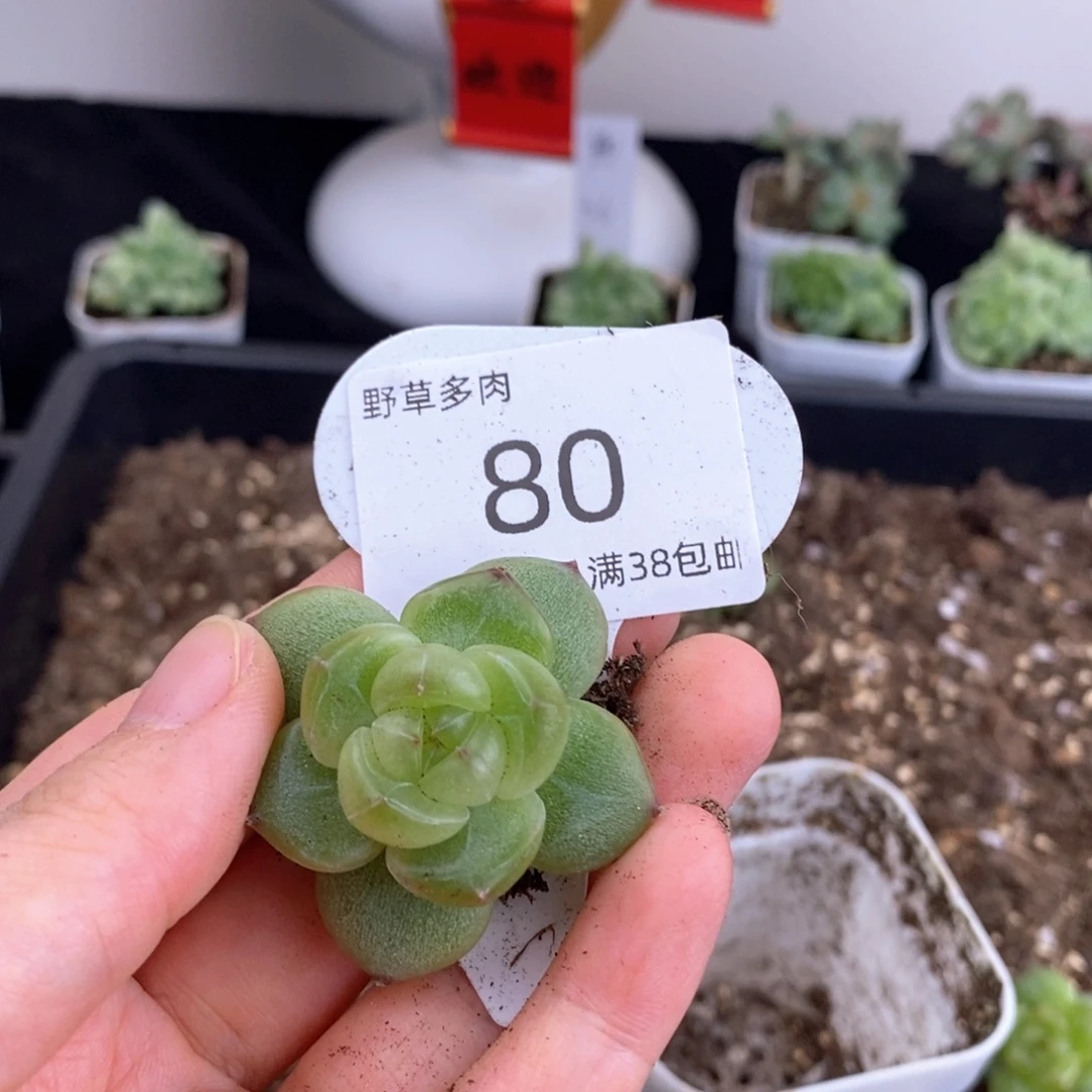 80号一颗珍妮包邮