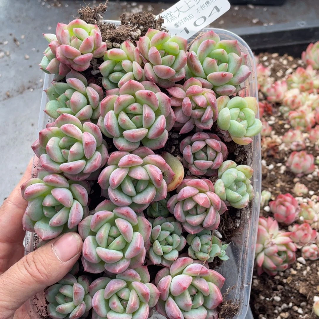 ?**?糕大上多肉植物104