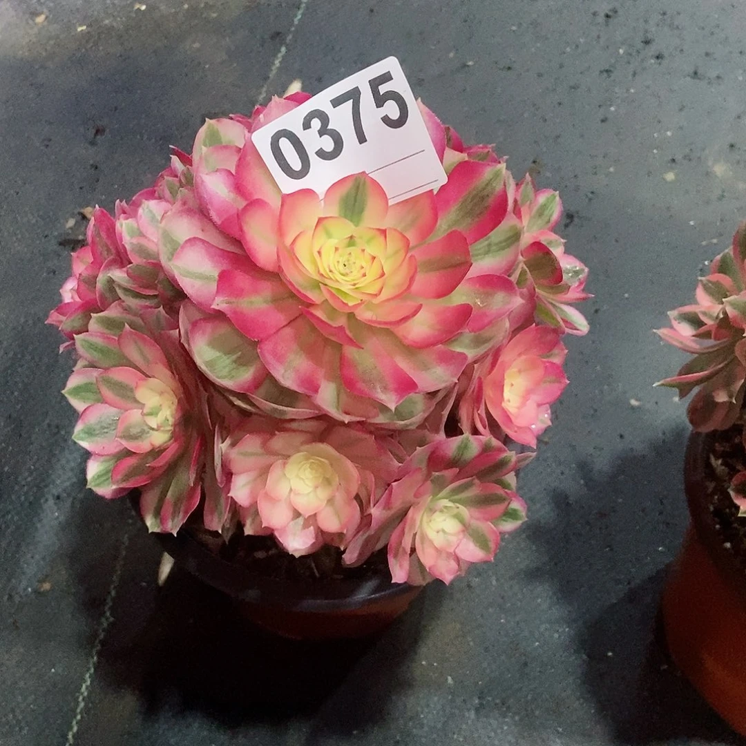 红陶湘****部0375倾城3冠服16