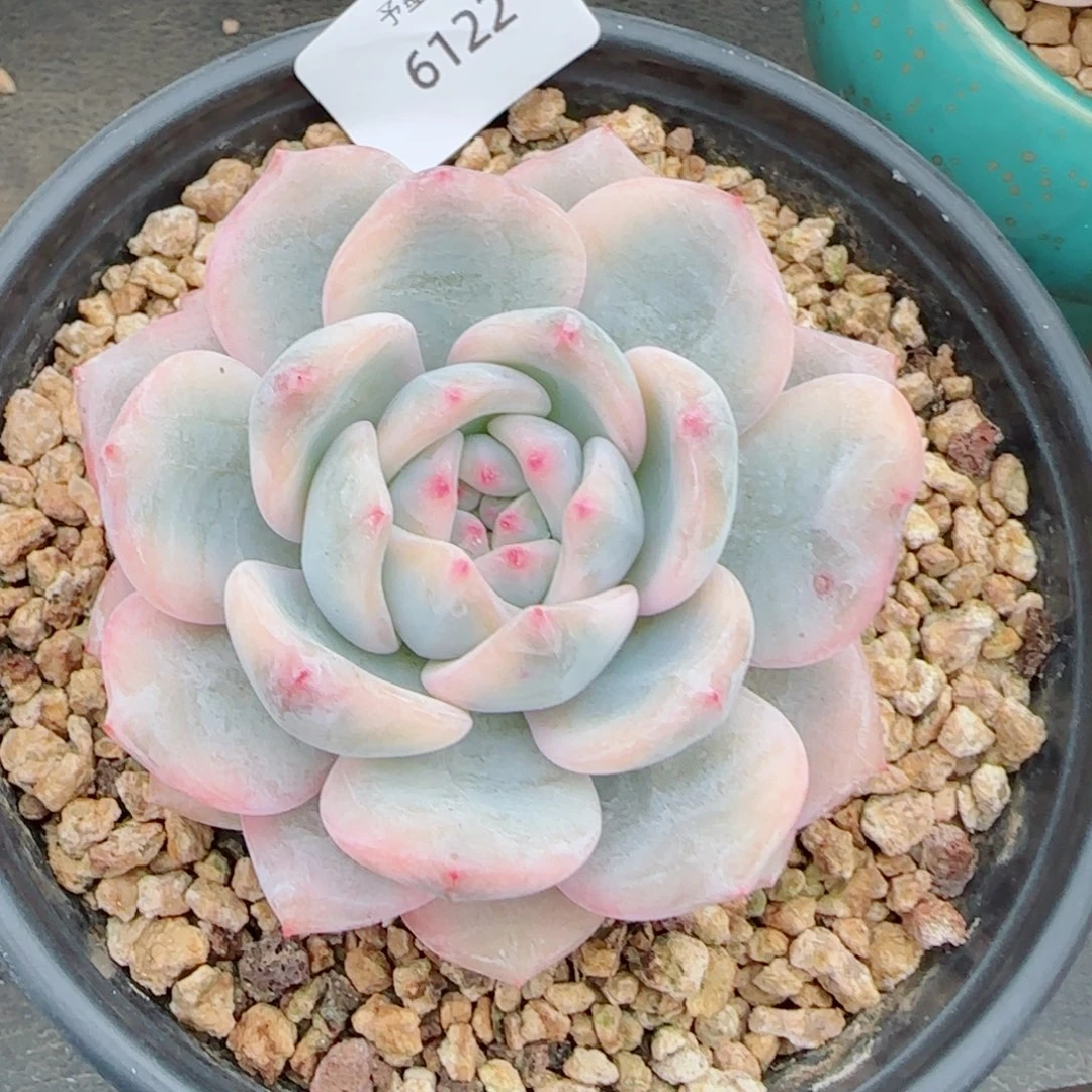 橙子锦，6122多肉植物