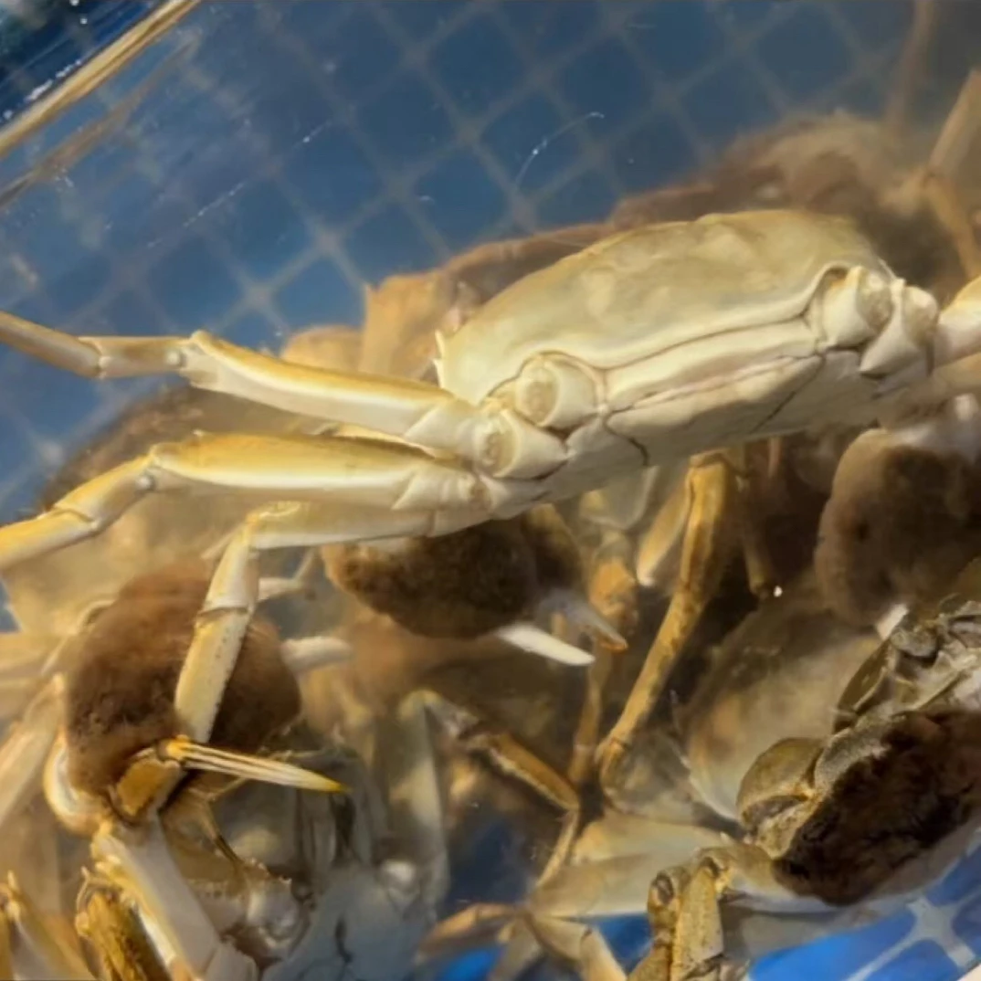 【保鲜不保活】江苏公闸蟹100元3斤，2两-4两左右6-15只，同城小时达