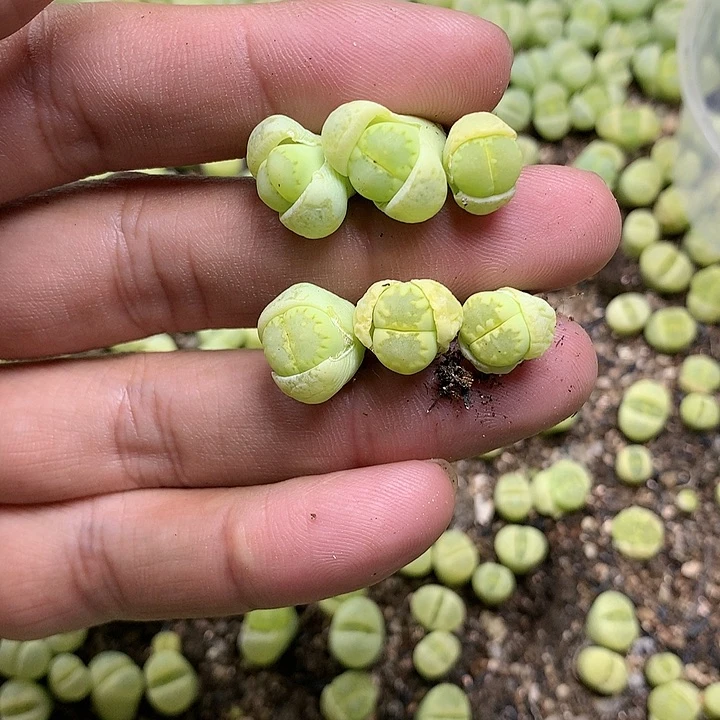 牙*E11多肉植物保护