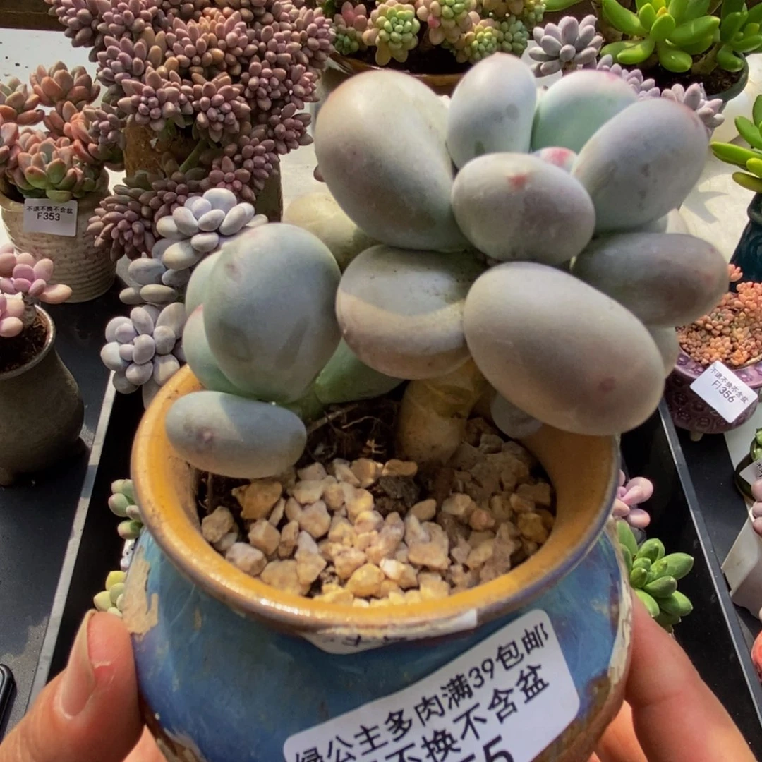 055黄金大姨奶6cm多肉