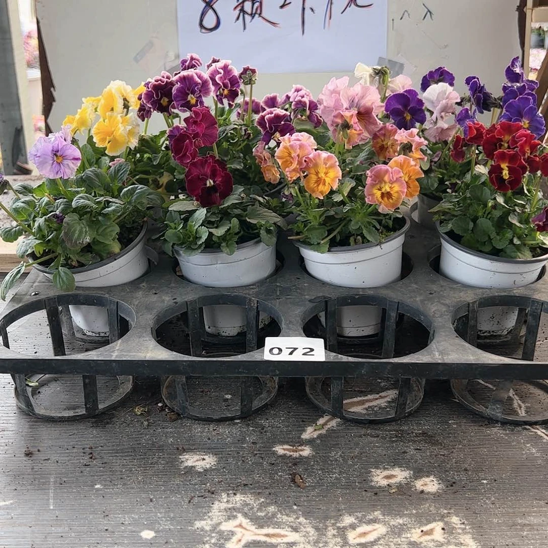 【闪购商品】072号