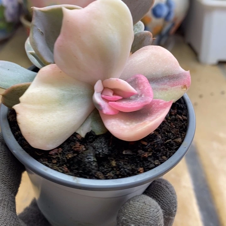 035双子座锦锦锦锦锦锦锦锦