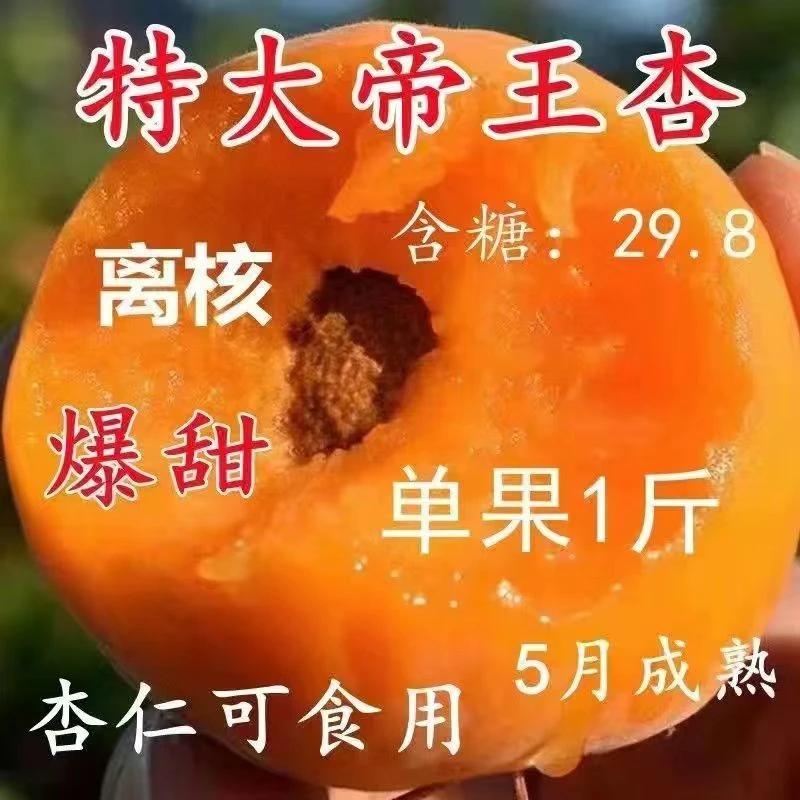 帝王大杏树，自花授粉一棵就结果，大果半斤离核纯甜当年种当年结果