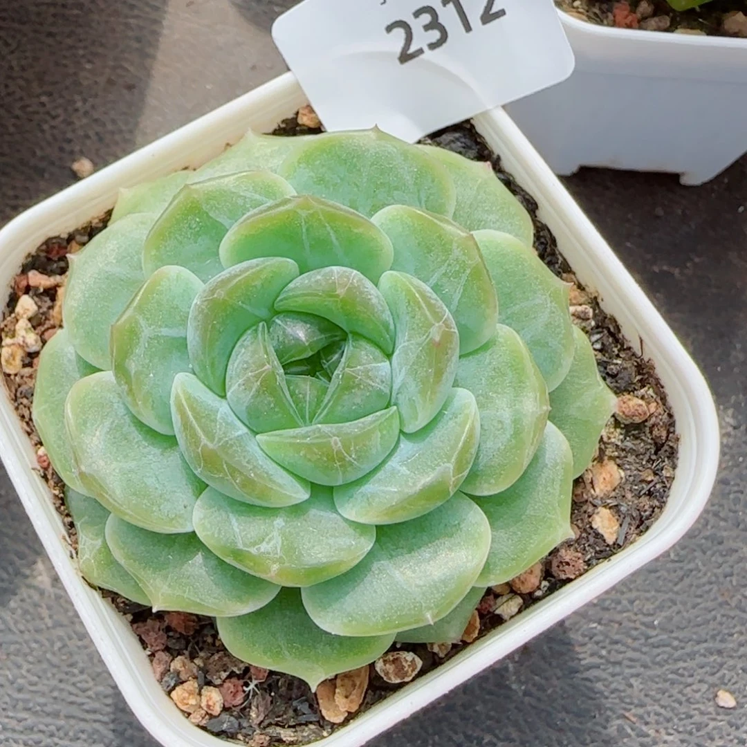 无尽灯，2312多肉植物