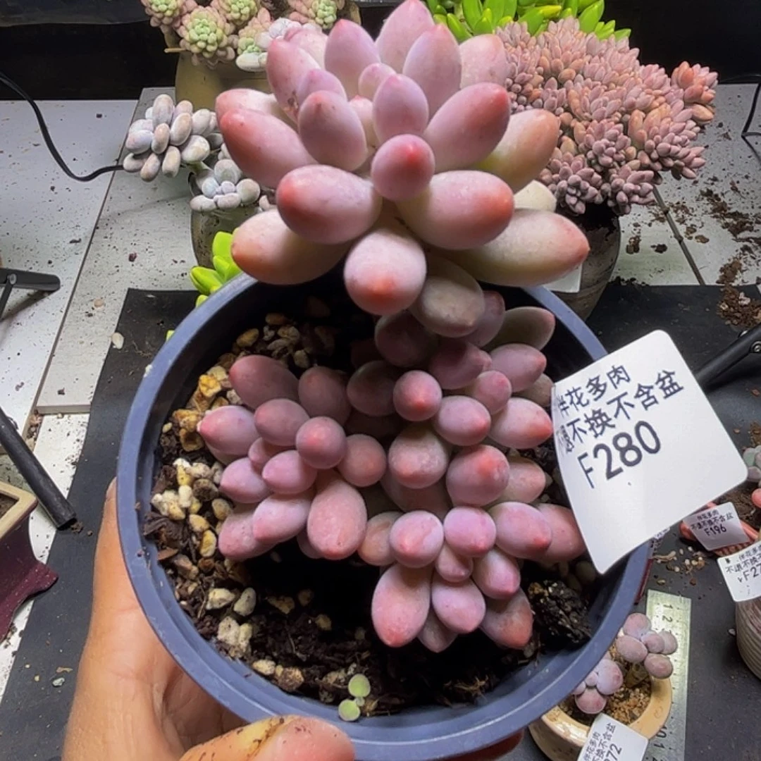 香水手指奶酪280/7cm