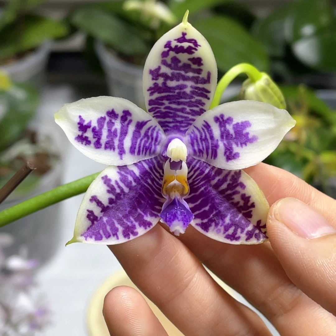 完全开放2.5寸km3288开花株