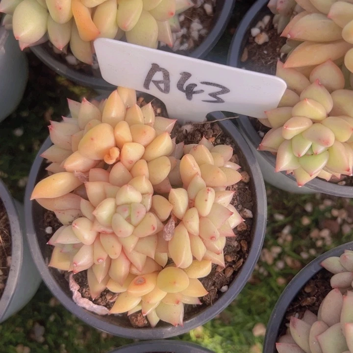 健健康康平平安安